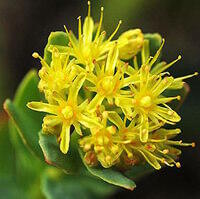 Rhodiola Rhodiola