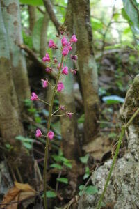 desmodium
